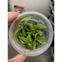 ราคา Philodendron Ring of Gold / Crocodile Golden | ไม้เนื้อเยื่อ (26557145288)