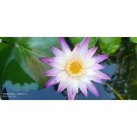 ราคา ต้นพันธุ์บัวผันเพอเพิลจอย (25401906644)