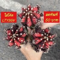 ราคา ใส่โค้ด BYJAME100 ลดทันที 10% [ถูกสุด] Cactus ยิมโนด่าง แดงดำ ขนาด 5-6 ซม กระบองเพชร แคคตัส (12716438424)