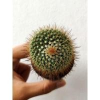 ราคา พาโรเดีย Parodia aureispina (Syn: Parodia microsperma) (18882647739)