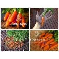 ราคา 100 เมล็ด เมล็ดพันธุ์ เบบี้แครอท (27755997989)