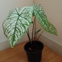 ราคา บอนสีอิเหนา บอนสี caladium บอนอิเหนา ใบสีขาวเขียว ฟอร์มใบสวยมาก ส่งพร้อมกระถางดำ5นิ้ว (6464991798)