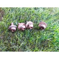 ราคา น๊อตยึดพักเท้าหน้า HONDA NSR RRW NPRO FSX [แท้มือสอง] (16293566062)