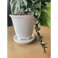 ราคา มังกรดำ​ (Ceropegia bosseri)​ แคคตัส​ ไม้อวบน้ำ​ เก๋งจีน (13631545314)