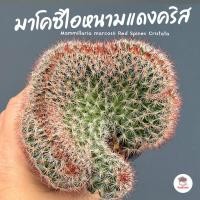 ราคา แมมมาโคซิไอหนามแดงคริส Mammillaria marcosii Red Spines Cristata แคคตัส กระบองเพชร cactus&succulent (28924670669)