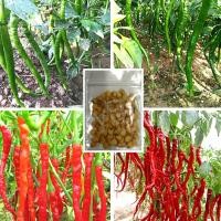 ราคา [10แถม1] เมล็ดพันธุ์พริกยาวโจลอง เมล็ดพริกยาว 100เมล็ด พริกโจลอง Jo Long Pepper Seeds (8879169622)