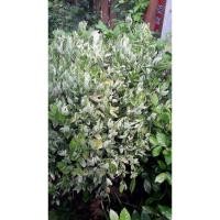 ราคา ต้นกวักเงินกวักทองต้นไม้มงคล (4987241395)