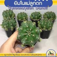 ราคา ยิมโนแม่ลูกดก Gymnocalyclum Damsll แคคตัส กระบองเพชร พร้อมส่ง (21230119138)