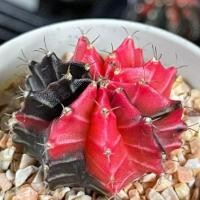 ราคา Gymno Mihano(Seed) | Cactusยิมโนด่าง | ไม้เมล็ด | แคคตัส | กระบองเพชร | ไม้ด่าง | มิฮาโน (10007388686)