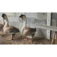 ราคา ไข่เชื้อห่านหัวสิงโตแท้ สีเทา ฟองละ 500บาท (29092470954)