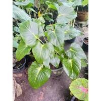 ราคา ว่านเสน่ห์จันทร์ขาวกลาย ใบด่างประกายดาว กระถางนี้ 5ต้น สูง 45-60ซม (10746244105)