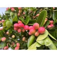 ราคา ใบมะม่วงหาวมะนาวโห่เก็บสด 50 กรัม (42375200511)