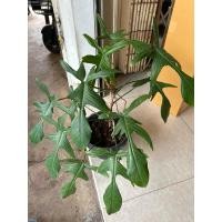 ราคา ฟิโลเดนดรอนก้ามกุ้ง หรือ ก้ามกุ้งเขียว Philodendron pedatum พร้อมกระถาง 9 นิ้ว(1ต้น/แพค) (13151351200)