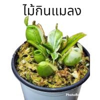 ราคา ต้นไม้กินแมลง ต้นหม้อข้าวหม้อแกงลิง (18371373747)