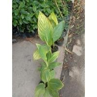 ราคา ต้นพุทธรักษาด่าง ต้นพุทธรักษา (5137608619)