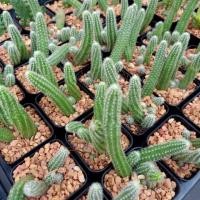 ราคา กระบองเพชรต้นจิ๋วในกระถาง 2" (5931366185)