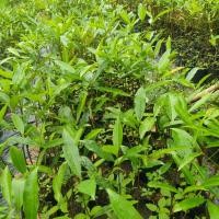 ราคา ต้นมั่งมี ความสูง 40-60 ซม. ขั้นต่ำ3ต้น (20349068353)