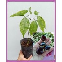 ราคา ต้นลูกนาง/ต้นเนียงนาง ส่งทั้งถุงชำ ขนาดต้น 30-40ซม.รากเต็ม ต้นแข็งเเรงพร้อมปลูก (16757437482)