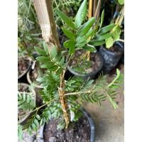 ราคา แก้วเจ้าจอม 8 ใบ แก้วเจ้าจอมใบมะขาม เพาะเมล็ด สูง 20-40 cm (23968617909)