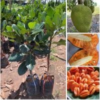 ราคา ต้นขนุนแดงสุริยาแบบทาบกิ่ง (40057616884)