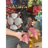ราคา ไข่เชื้อไก่ตีนโตสายพันธุ์เวียดนามแท้ พร้อมฟัก (27131433101)