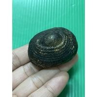 ราคา เบี้ยแก้หลวงปู่เจือวัดกลางบางแก้วเครื่องรางเก่าของขลังสำหรับแก้คุณไสย์มนต์ดำและยาสั่ง (53402658296)