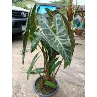 ราคา ต้นว่านพญางูจงอาง นามน่ากลัว แต่กันงูร้ายเข้าบ้านดีนัก ขายเป็นชุดๆล่ะ2-3ต้น (20761535581)