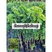 ราคา ต้นจามจุรี ต้นก้ามปู ต้นฉ่ำฉา ไม้ยืนต้น ไม้เศรษฐกิจ ให้ร่มเงา (25607476472)