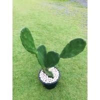 ราคา ต้นกระบองเพชรรับประทานผล สายพันธุ์ Opuntia ficus-indica #โอพันเทีย #Opuntia cactus #ใบเสมา #แคคตัส #พันธุ์ไม้หนาม (5544338054)