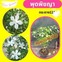ราคา ต้นพุดพิชญา กระถาง 11 นิ้ว (28354121071)