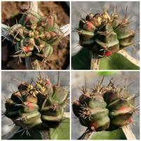 ราคา ยิมโนด่าง T3115 Gymnocalycium​ Cactus #2 แคคตัส กระบองเพชร ไม้อวบน้ำ ไม้กราฟ ราคาถูก​ ยิมโน ไม้ด่าง GYMNO ด่าง (12744532258)