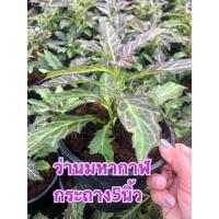 ราคา ว่านมหากาฬ กระถาง5นิ้ว (12028245458)
