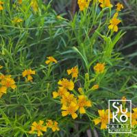 ราคา ต้นทาร์รากอน (Tarragon) | 10 - 20 ชม. | ไม้ดอกไม้ประดับ | พืชกินได้ | สมุนไพร | ขายในถุง (3892231642)