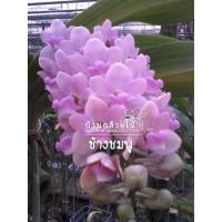 ราคา กล้วยไม้ กล้วยไม้สกุลช้าง ช้างชมพู Rhyncostylis Gigantea Pink ขนาด 3 คู่ใบ พร้อมส่ง (6261399385)