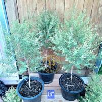 ราคา สนหอม สนหอมไล่ยุง คัดสวยๆจ้าาา กระถาง 6นิ้ว 8นิ้ว(ขั้นต่ำ 2ต้น) (26570734896)