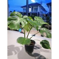 ราคา มอนสเตอร่าไจแอนท์ ขนาดใหญ่ (11533247983)