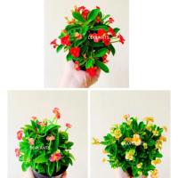 ราคา DDPLANTS โป๊ยเซียนแคระ 5 สี ต้นไม้มงคล (7032173879)