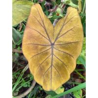 ราคา Colocasia canary(นกขมิ้น) (41407192850)