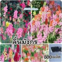 ราคา เมล็ดดอกลิ้นมังกร 800 เมล็ด (29922527145)