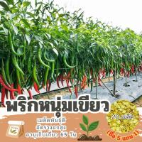 ราคา เมล็ดพันธุ์พริกหนุ่มเขียว แบ่งขาย 20 เมล็ด พริกหนุ่มลูกผสม (ซื้อ 5 แถม 1) (27304164273)