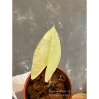 ราคา บอนกระดาด บอนกระดาดด่าง ไม้ด่างไม้ประดับ (6994014159)