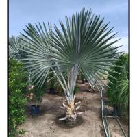 ราคา ขายต้นตาลฟ้าแท้ ๆ(Bismarck palm) ปาล์มตาลฟ้า1ถุงดำสวยๆสูง ประมาณ60 ซม.ขึ้นไป ฟอร์มสวยต้นแข็งแรงพร้อมปลูก รับประกันค่ะ (24029837966)