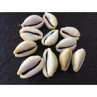 ราคา หอยเบี้ย หอยเบี้ยแก้ ลงพื้นยกเสาบ้าน ให้เด็กติดตัว กันของ และ แก้ของต่างๆ (3454387188)