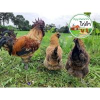 ราคา ไข่เชื้อไก่ดำมองโกเลีย(เลือด100%) 1 ชุดละ 200 มี 6 ฟอง สำหรับฟัก (27708960297)