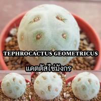 ราคา TEPHROCACTUS GEOMETRICUS แคตตัสไข่มังกร ไข่มังกร (4058308173)