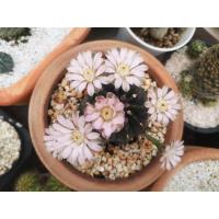 ราคา ยิมโนเขียว Gymnocalycium แคคตัส กระบองเพชร (9630820482)