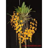 ราคา กล้วยไม้เอื้องผึ้ง ดอกมีกลิ่นหอม (3160338185)