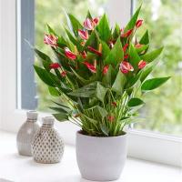 ราคา หน้าวัวแคระ หน้าวัวดอก หน้าวัวแคระดอกสีแดง (Anthurium Andraeanum) Flamingo flower (26031932510)