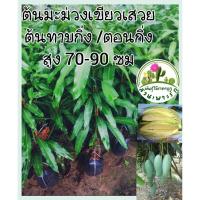 ราคา ต้นพันธุ์มะม่วงเขียวเสวย (25563596648)