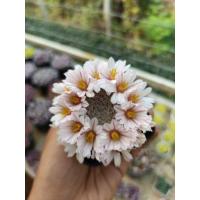 ราคา แมมเลนต้า (Mammillaria lenta) (47504061339)
